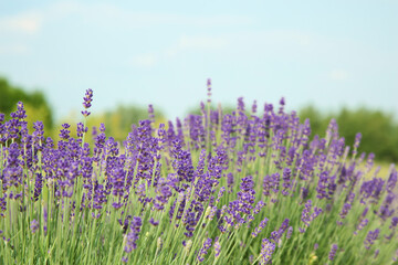 Naklejka premium Beautiful blooming lavender growing in field. Space for text
