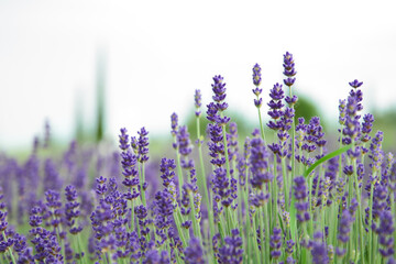 Fototapeta premium View of beautiful blooming lavender growing in field