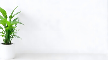 Fototapeta 観葉植物、白い壁背景、コピースペース｜Houseplant, white wall background, copy space. Generative AI obraz
