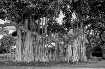 Banyan Tree Roots and Trunk.