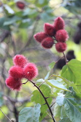 achiotes fruits with blured background