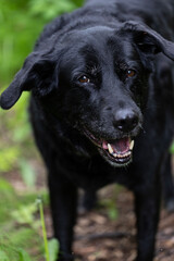 Fototapeta premium Black German Shepherd Side Eye