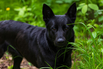 Stalking Black German Shepherd in tall grasses