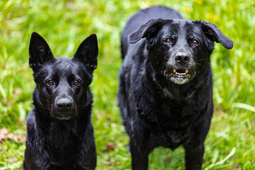 Two Black German Shepherds