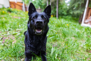 Black German Shepherd Laying in Yard