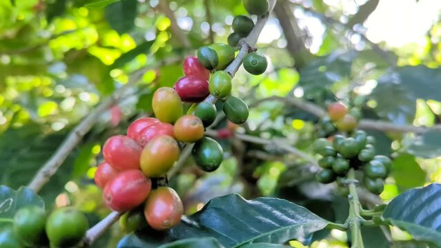 Matas de caf&eacute;