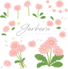 ガーベラピンク手描き水彩セット　ベクター