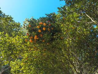 Arboles de mandarina 