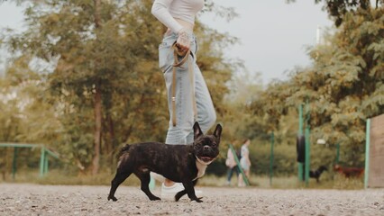 Young female dog trainer leading the french bulldog on a leash by her side on an outdoor dog training ground. Concept of proper pet care and handling