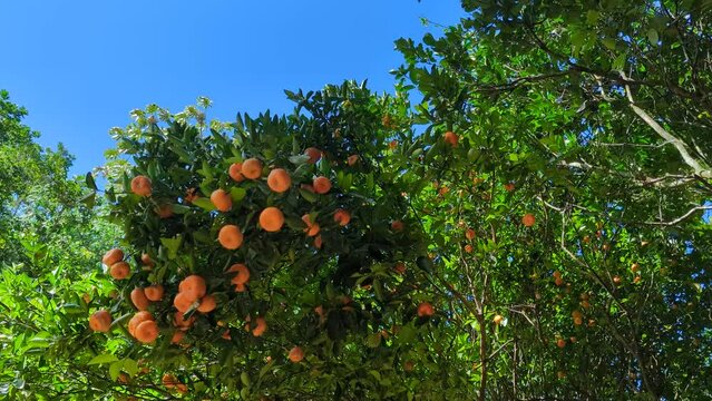 Arboles de mandarina 