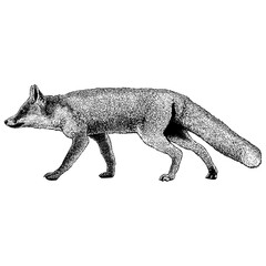 Marble Fox hand drawing vector isolated on background.