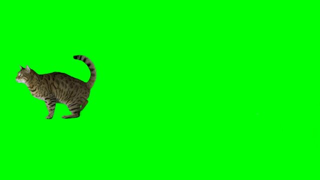 Bengal cat jumps from one platform to another and jumps down on green screen isolated with chroma key.
