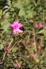 Pink flower with blured background