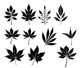 Fototapeta premium Leaves Autumn November October palm trees ficus forest fall Oak Maple alder hazel MONSTERA BUSH linden