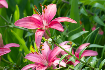 pink lilies in garden © Min0618