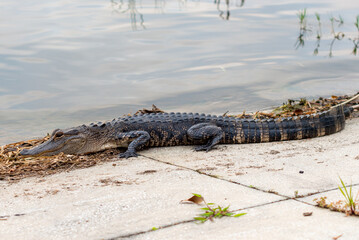 A young wild alligator on the edge of a freshwater river standing on concrete wharf. The animal has...