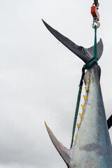Atlantic bluefin tuna hanging by its dark blue and silver color tail with yellow caudal finlets leading down the body of the big saltwater fish. The giant tuna is hung to prepare for market and sale. 