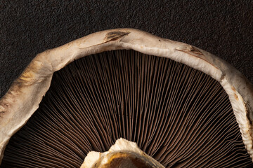 Portabella mushroom macro 