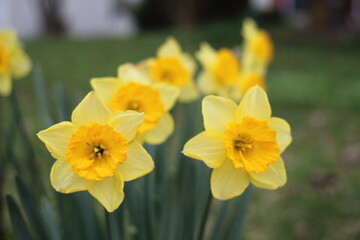 Daffodil Yellow Flowers Clustered in Garden