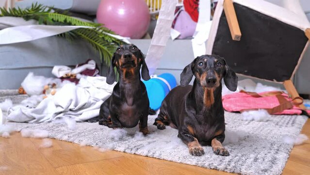 Couple of dachshunds sits on floor among unrolled toilet paper from restroom. Domestic dogs enjoy making big mess in spacious apartment