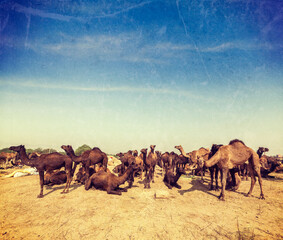 Fototapeta premium Camels at Pushkar Mela Pushkar Camel Fair , India