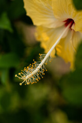 Plant, Flower, Sky, Cloud