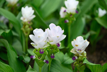 Fototapeta na wymiar White Curcuma alismatifolia flower or Siam tulip blooming in rainy season, Thailand