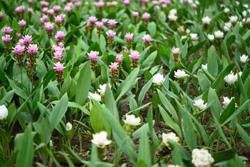 White and pink Curcuma alismatifolia flower or Siam tulip blooming in rainy season, Thailand - obrazy, fototapety, plakaty