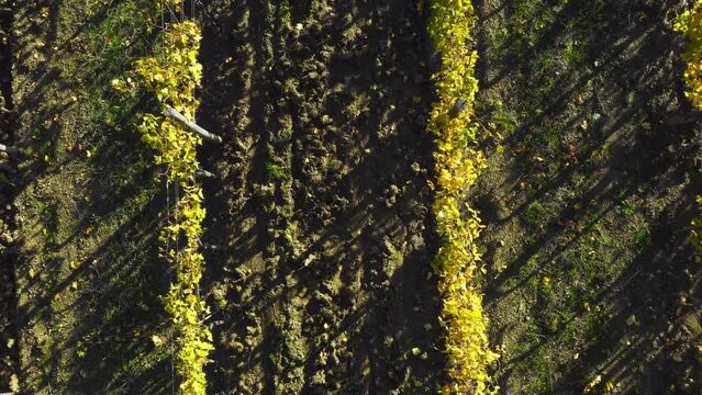 Flying UP camera above yellow vineyard rows at the autumn sunny day after the harvesting completed. Italian Chianti region location. Viticulture, wine-growing agriculture 4K footage.