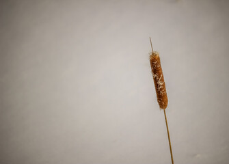 Cattail in the snow at winter