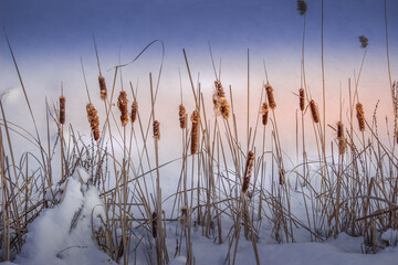 Cattail in the snow at winter