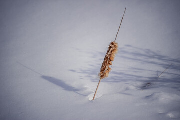 Cattail in the snow at winter