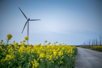 wind turbines in the field