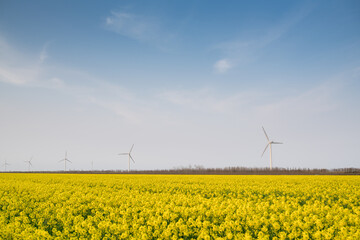 wind turbines in the field