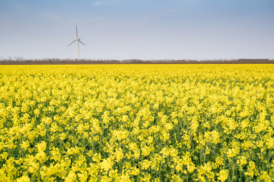 wind turbines in the field