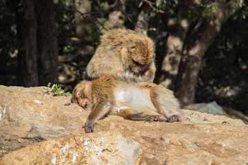 japanese macaque sitting on the ground
