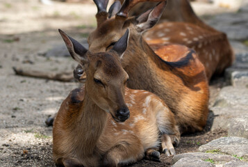 Fototapeta premium deer on Miyajima Island, Hiroshima, Japan