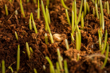 Growing cat grass process at day 4.  Using organic seed and soil. Great food for indoor or outdoor cat, dogs and other pets.