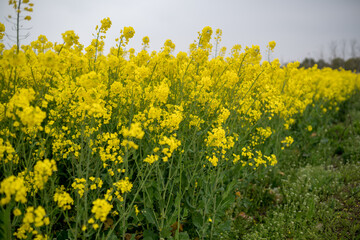 rapeseed field in spring