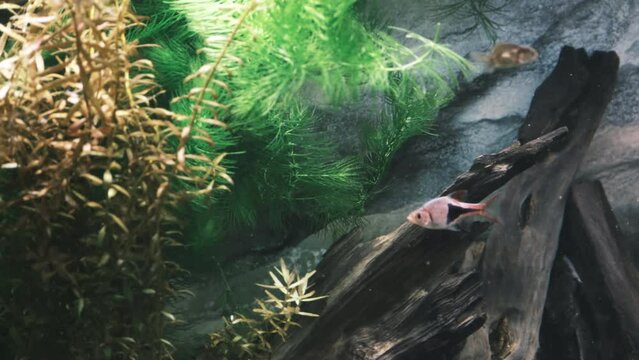 ラスボラと金魚が泳ぐ水槽の風景