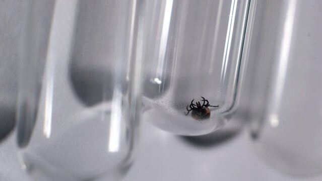 A dead tick in a test tube in a laboratory 
