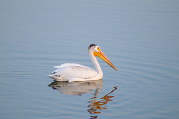 pelican on the water