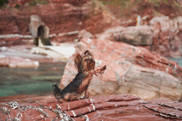 dog on the beach among red stones. Yorkshire terrier at the turquoise sea. Pet by the sea