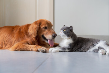 British Shorthair and Golden Retriever