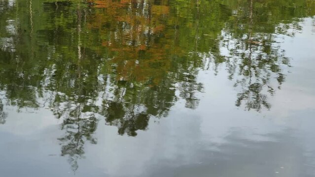 Looking at reflection in the water of cypress and tupelo trees
