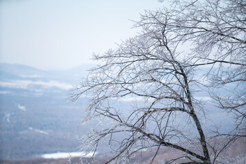 trees in snow