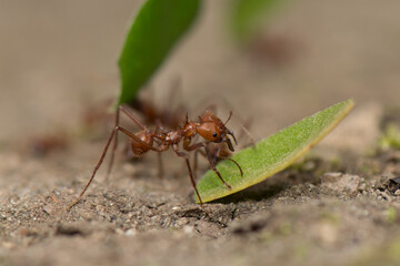 Worker leafcutter ant [Atta cephalotes] cutting a leaf of Arachis pintoi, an inedible peanut. Between her jaws she has a drop of liquid, the purpose of which is still under discussion among scientists