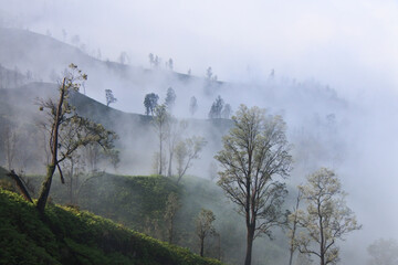 Trees in the valley of Mount Ijen.