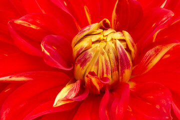 Closeup of vibrant red and yellow dahlia blossom in summertime
