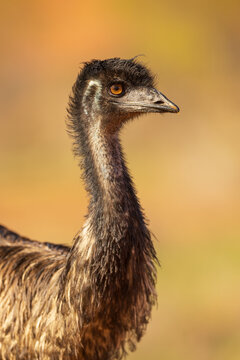 The Emu (Dromaius novaehollandiae) is the largest bird on the Australian continent reaching up to 6ft in height and capable of achieving speeds of 30 miles per hour